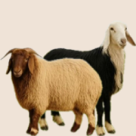 Thabaih - ذبايح